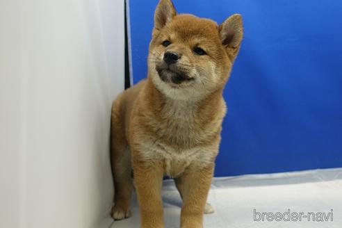成約済の愛知県の柴犬-215218の6枚目