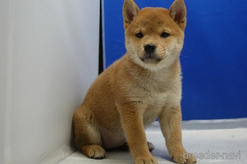成約済の愛知県の柴犬-215218の5枚目