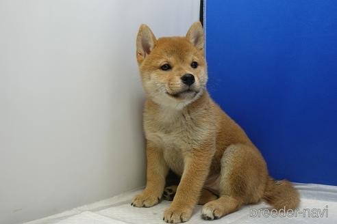 成約済の愛知県の柴犬-215218の4枚目