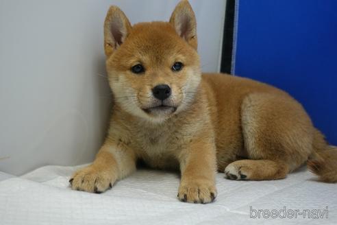 成約済の愛知県の柴犬-215218の1枚目