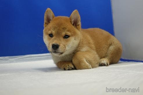 成約済の愛知県の柴犬-215218の2枚目