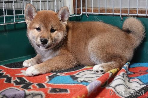 成約済の愛知県の柴犬-215200の3枚目