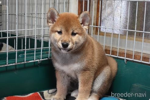 成約済の愛知県の柴犬-215200の5枚目