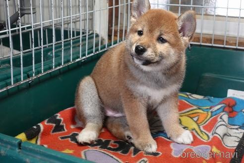 成約済の愛知県の柴犬-215200の5枚目