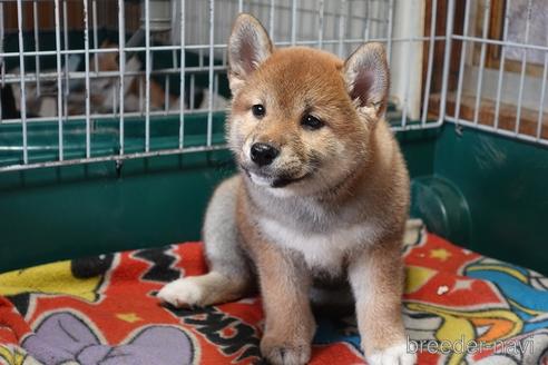 成約済の愛知県の柴犬-215200の4枚目