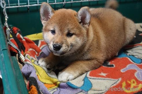 成約済の愛知県の柴犬-215200の3枚目