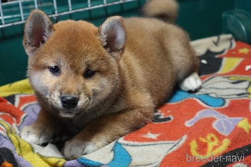 成約済の愛知県の柴犬-215200の2枚目