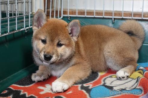 成約済の愛知県の柴犬-215200の1枚目