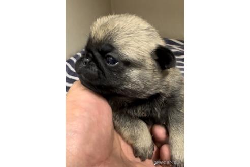 成約済の福岡県のパグ-220902の2枚目