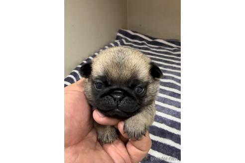 成約済の福岡県のパグ-220902の1枚目