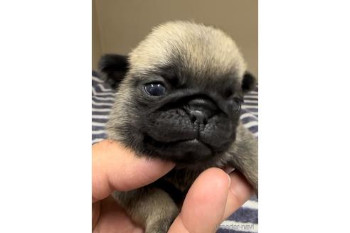 成約済の福岡県のパグ-220902の3枚目