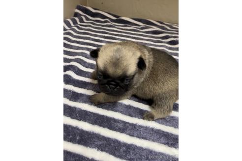 成約済の福岡県のパグ-220902の4枚目