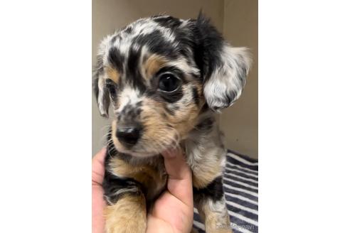 成約済の福岡県のチワックス:チワワ×ミニチュアダックスフンド-216174の1枚目