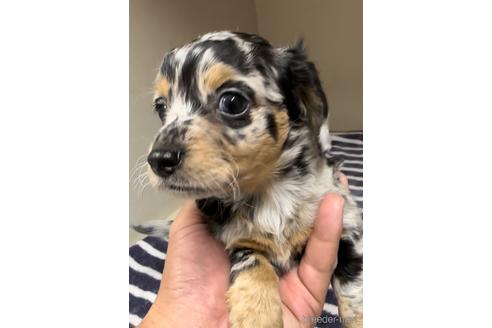 成約済の福岡県のチワックス:チワワ×ミニチュアダックスフンド-216174の2枚目