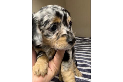 成約済の福岡県のチワックス:チワワ×ミニチュアダックスフンド-216174の3枚目