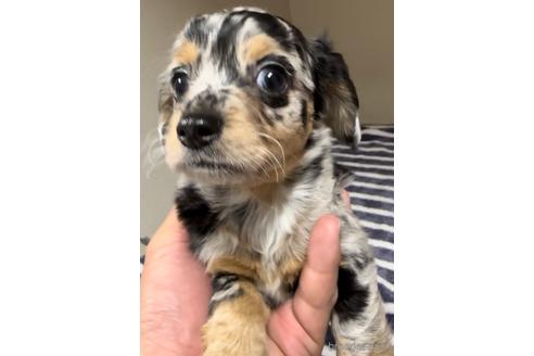 成約済の福岡県のチワックス:チワワ×ミニチュアダックスフンド-216174の4枚目