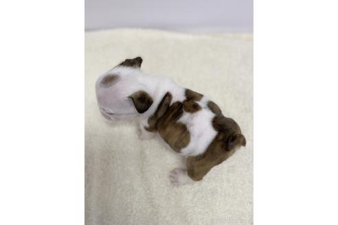 成約済の愛知県のブルドッグ-218183の4枚目