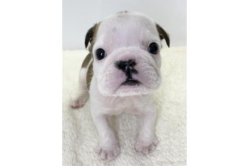 成約済の愛知県のブルドッグ-218183の3枚目