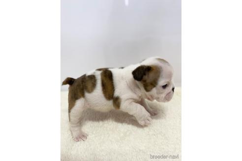 成約済の愛知県のブルドッグ-218183の2枚目