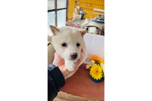 成約済の茨城県の豆柴-220928の1枚目