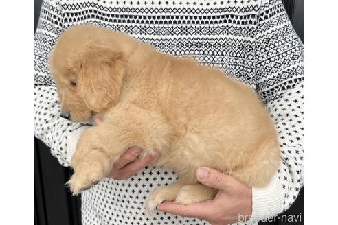 成約済の徳島県のゴールデンレトリーバー-217840の2枚目