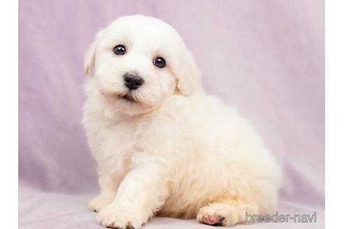 成約済の千葉県のマルプー:マルチーズ×トイプードル-220939の4枚目