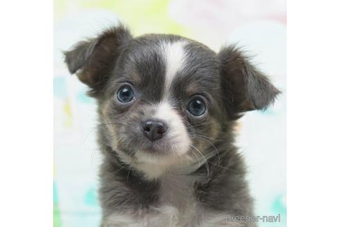 成約済の千葉県のチワワ(ロングコート)-220941の1枚目