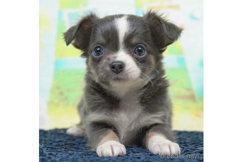 成約済の千葉県のチワワ(ロングコート)-220941の5枚目