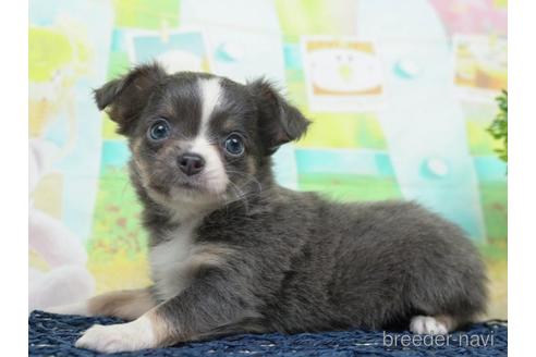 成約済の千葉県のチワワ(ロングコート)-220941の2枚目