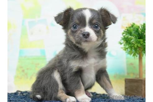 成約済の千葉県のチワワ(ロングコート)-220941の3枚目