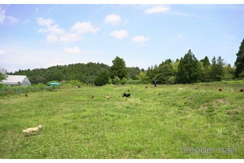 成約済の千葉県のチワワ(ロングコート)-220941の4枚目