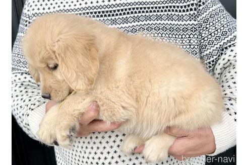 成約済の徳島県のゴールデンレトリーバー-217942の4枚目