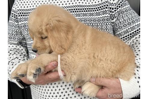 成約済の徳島県のゴールデンレトリーバー-217878の3枚目