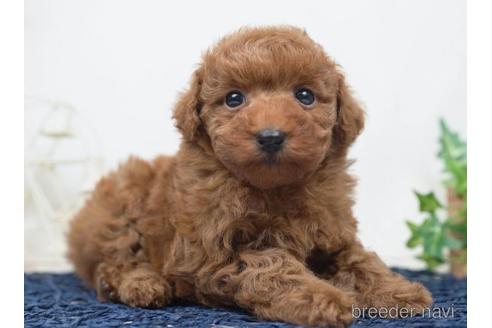 成約済の千葉県のトイプードル-220945の2枚目