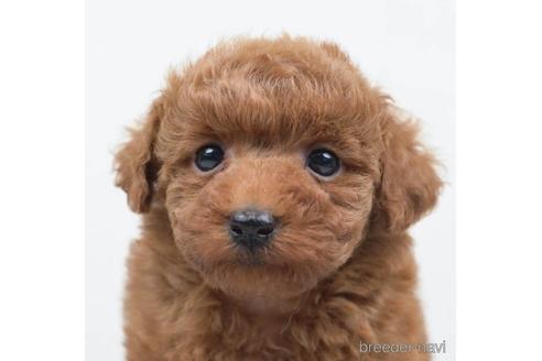 成約済の千葉県のトイプードル-220945の1枚目