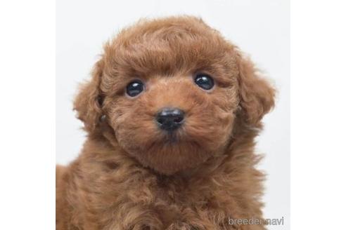 成約済の千葉県のトイプードル-220945の3枚目