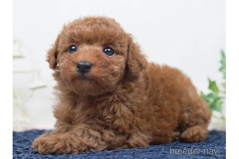 成約済の千葉県のトイプードル-220945の4枚目