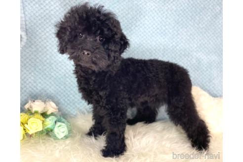 成約済の福岡県のミニチュアプードル-205834の2枚目