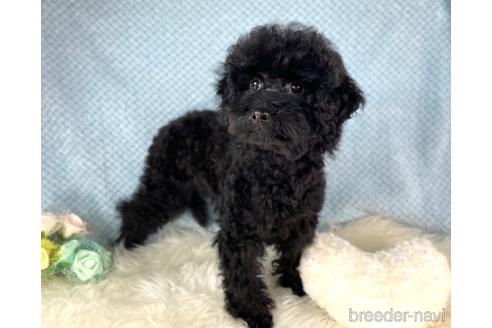 成約済の福岡県のミニチュアプードル-205834の3枚目