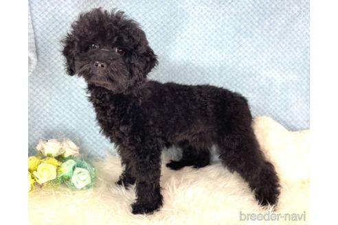 成約済の福岡県のミニチュアプードル-205834の4枚目