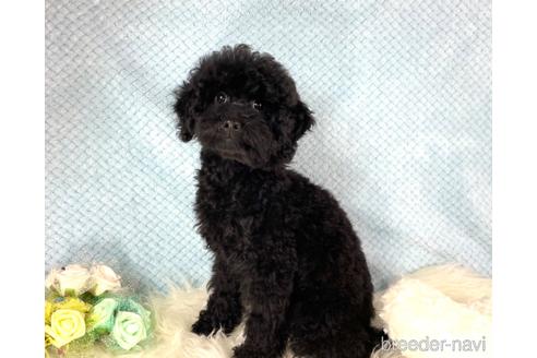 成約済の福岡県のミニチュアプードル-205834の5枚目