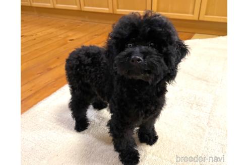 成約済の福岡県のミニチュアプードル-205834