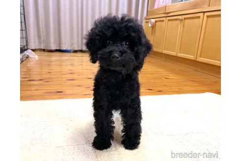 成約済の福岡県のミニチュアプードル-205834の6枚目