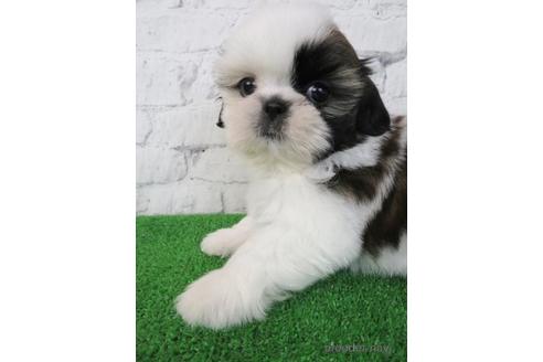 成約済の大阪府のシーズー-220967の3枚目