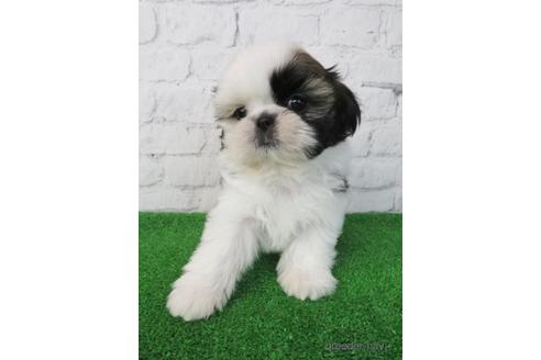 成約済の大阪府のシーズー-220967の1枚目