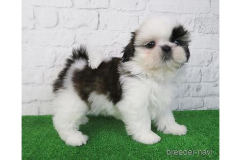 成約済の大阪府のシーズー-220967の4枚目