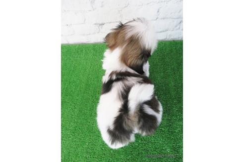 成約済の大阪府のシーズー-220967の6枚目