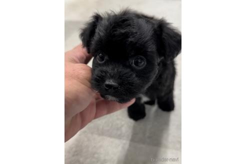 成約済の福岡県のチワプー:チワワ×トイプードル-216348の1枚目