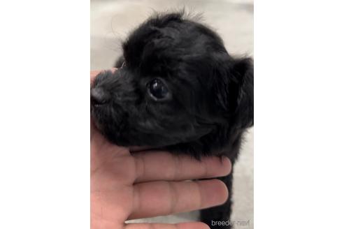 成約済の福岡県のチワプー:チワワ×トイプードル-216348の2枚目