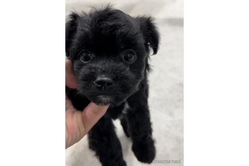 成約済の福岡県のチワプー:チワワ×トイプードル-216348の3枚目